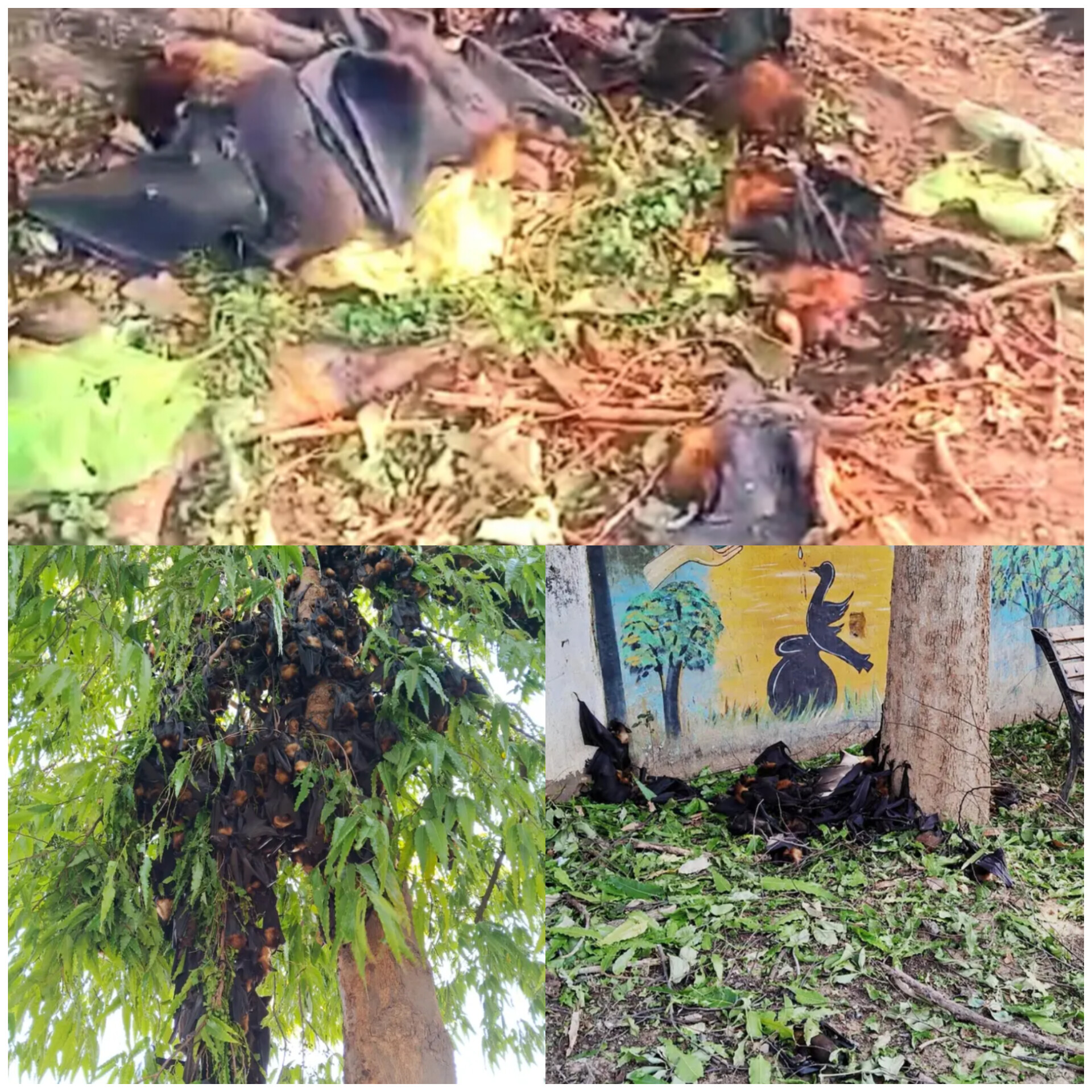 कोरबा में भीषण गर्मी का कहर, पेड़ों से गिर रहे चमगादड़, 50 से ज्यादा की मौत कोरबा में भीषण गर्मी का कहर, पेड़ों से गिर रहे चमगादड़, 50 से ज्यादा की मौत