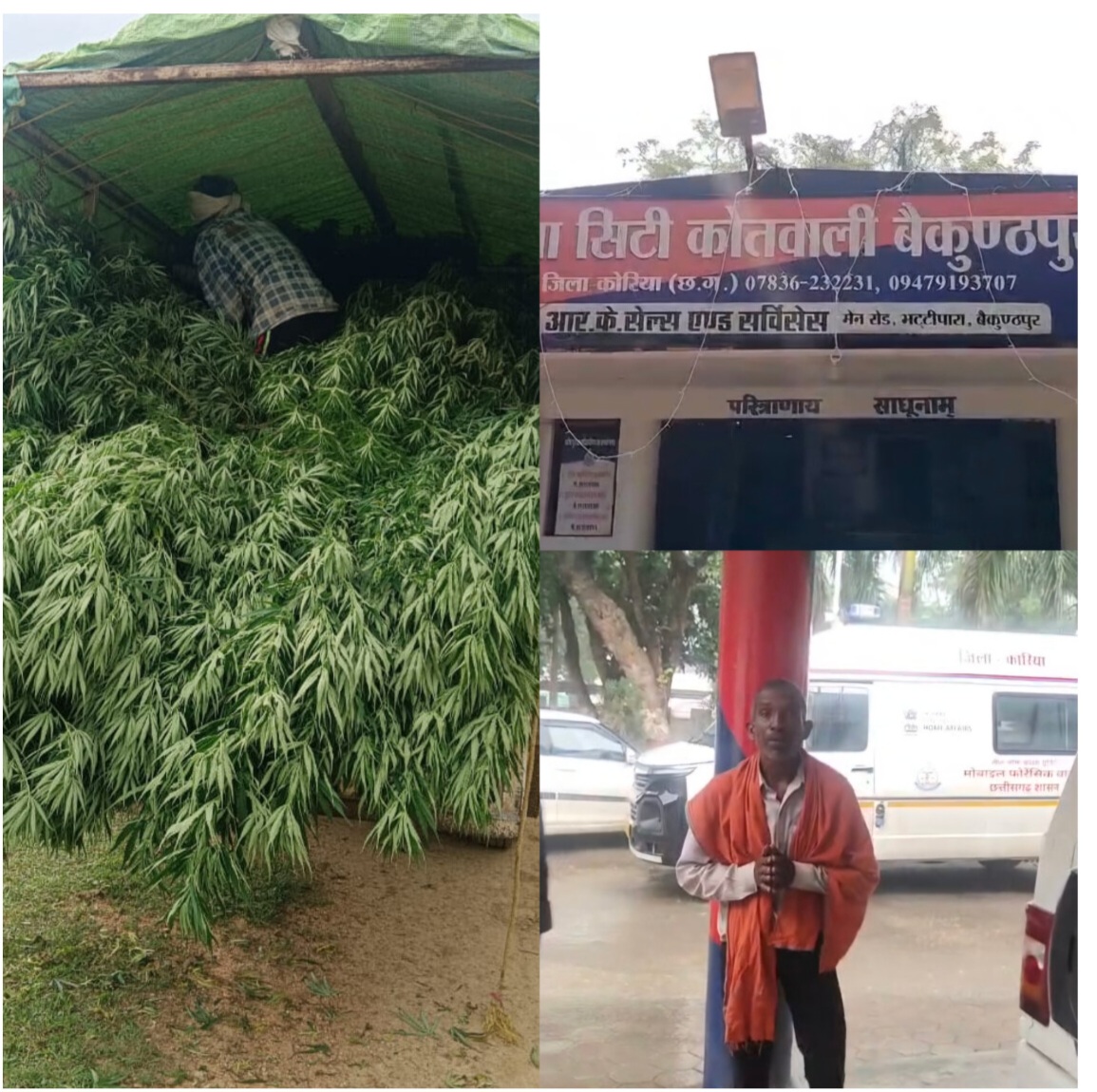 घर की बाड़ी में लहलहा रहे थे गांजे के 75 पौधे, पुलिस ने मारा छापा, आरोपी गिरफ्तार घर की बाड़ी में लहलहा रहे थे गांजे के 75 पौधे, पुलिस ने मारा छापा, आरोपी गिरफ्तार